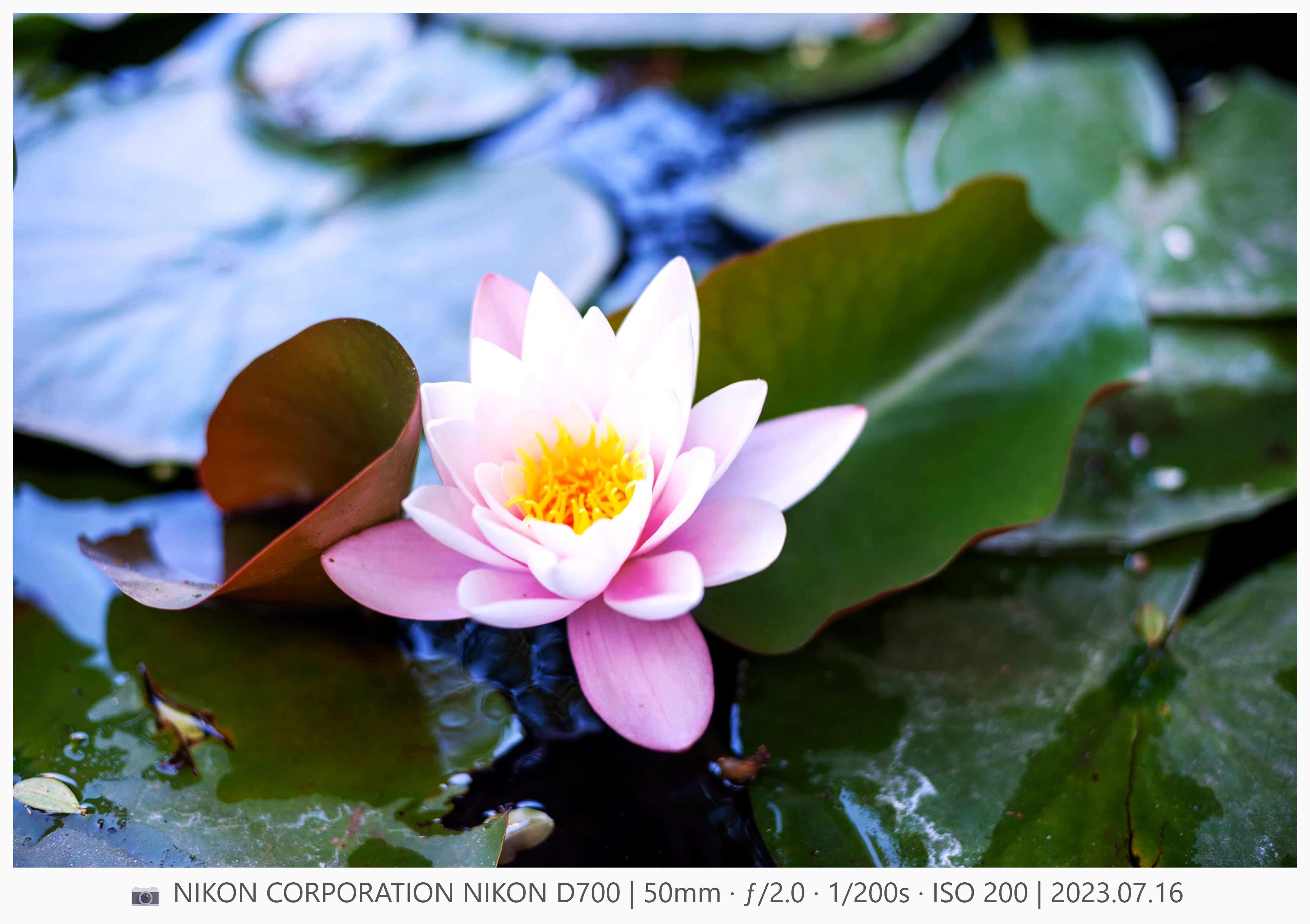 Example with EXIF data - Lotus