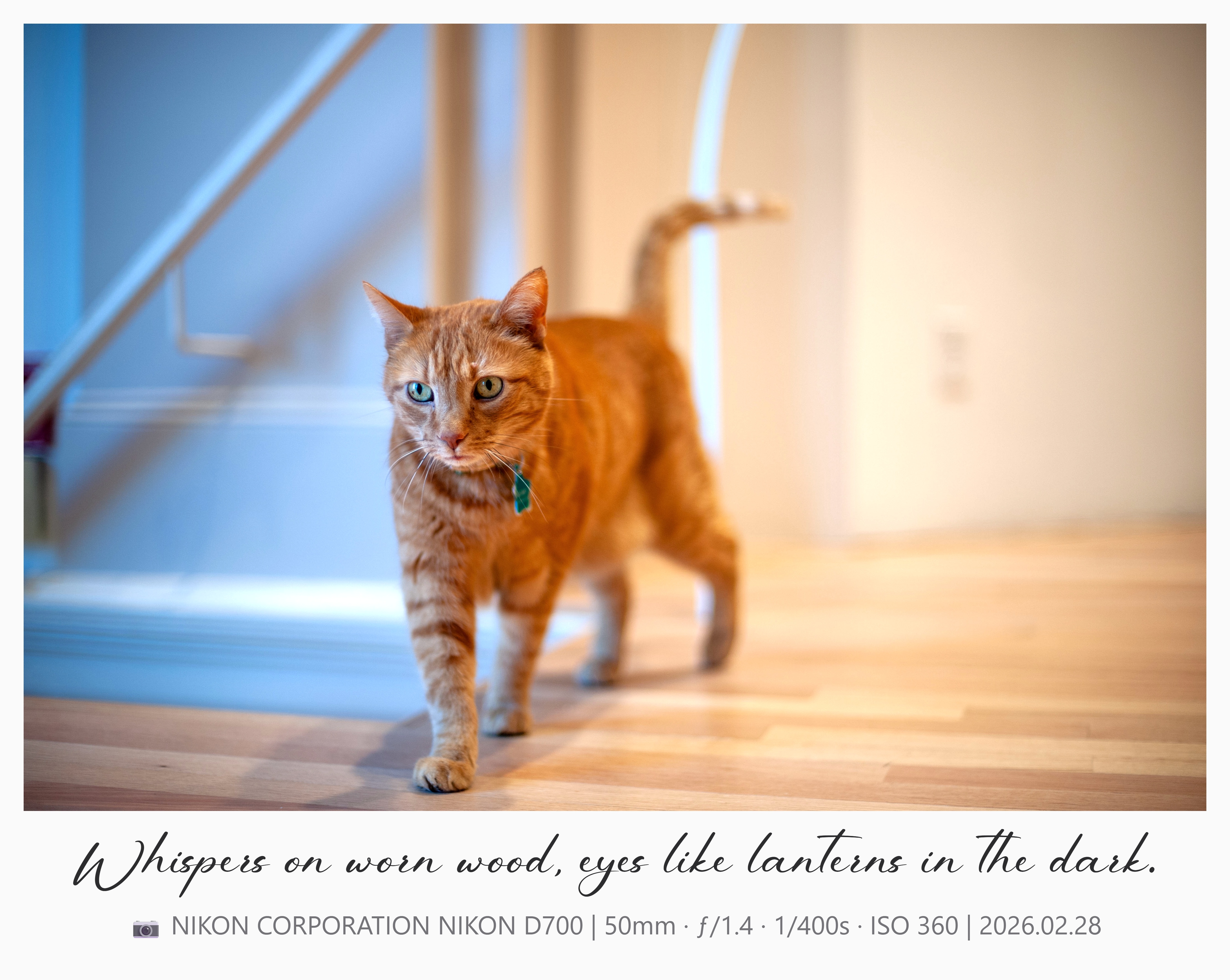 Example with EXIF data - Remi the Cat